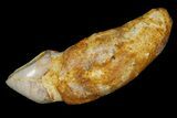 Rooted Fossil Sea Lion (Allodesmus) Tooth - Bakersfield, CA #175177-1